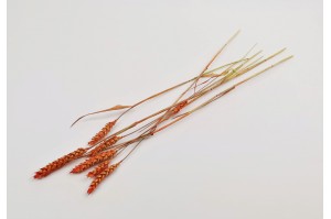 dried-wheat-18.