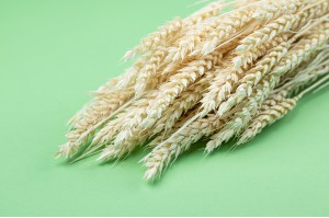 Dried wheat (8)