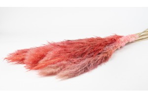 dried-pampa-from-camargue-10.