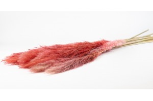 dried-pampa-from-camargue-10.