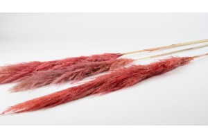 dried-pampa-from-camargue-10.