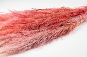 dried-pampa-from-camargue-10.