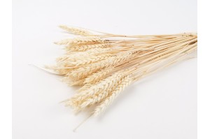 dried-wheat-20.