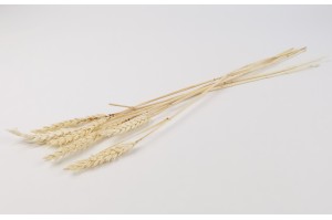 dried-wheat-20.