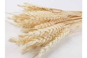 dried-wheat-20.