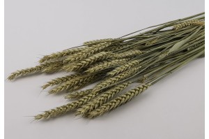 dried-wheat-20.