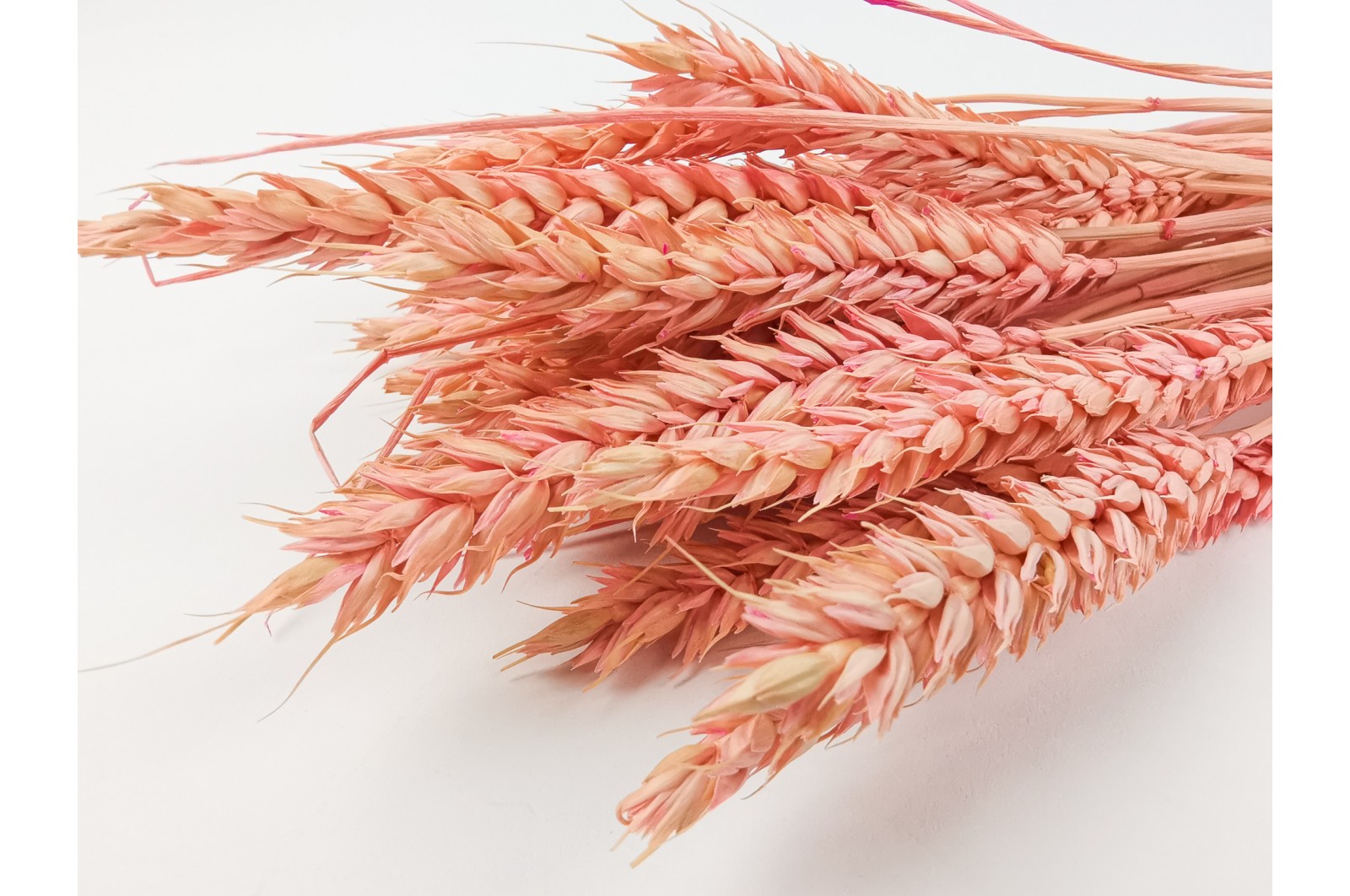 Dried wheat (20)