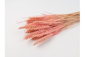 dried-wheat-20.