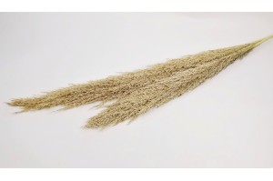 dried-pampa-grass-short-stem.