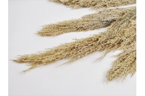 Dried pampa grass short stem (8) *