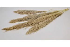 dried-pampa-grass-short-stem.