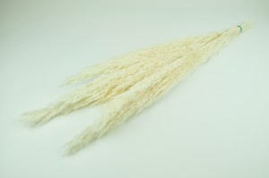 dried-pampa-grass-short-stem.