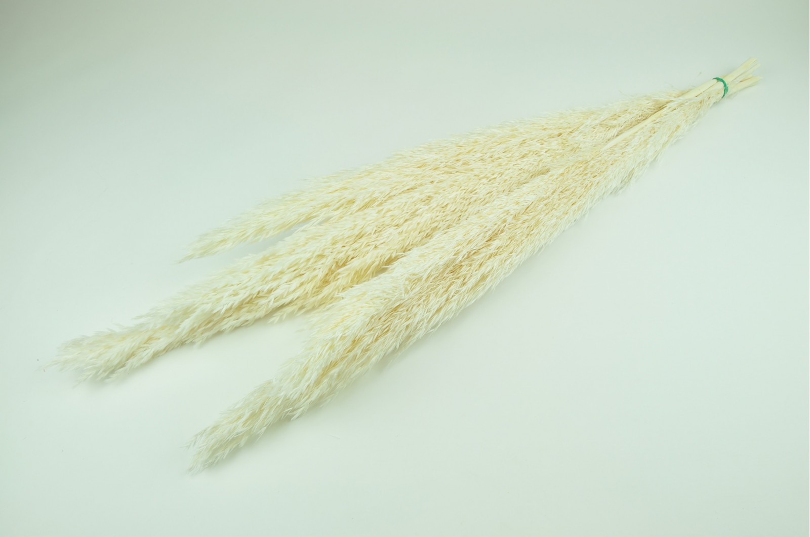 dried-pampa-grass-short-stem