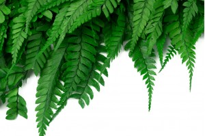preserved-cinnamon-fern-19