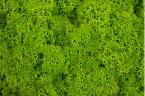 lichen-stabilise-18