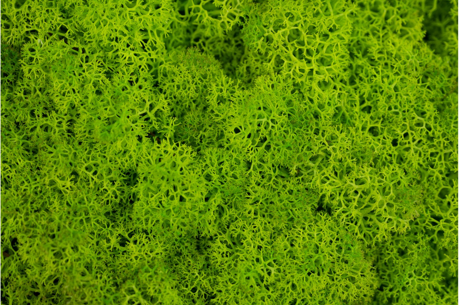 Lichen stabilisé (18) Lichen stabilisé (18)
