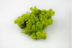 preserved-lichenreindeer-moss-25