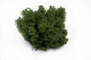 Preserved Lichen/Reindeer moss (25)