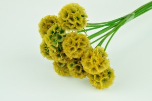 scabiosa-stabilisee-6