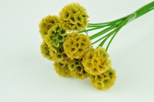 stabilisierte-scabiose-6.