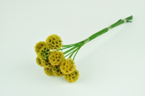 stabilisierte-scabiose-6.