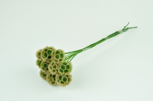 scabiosa-stabilisee-6.