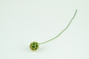 scabiosa-stabilisee-6.
