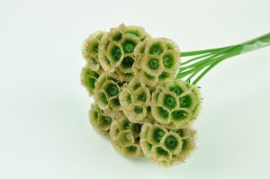 scabiosa-stabilisee-6.