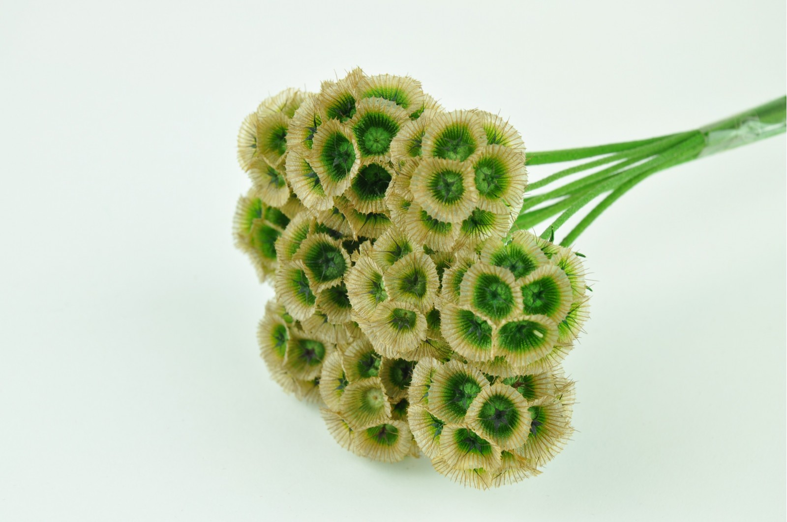 Scabiosa stabilisée (6) scabiosa-stabilisee-6