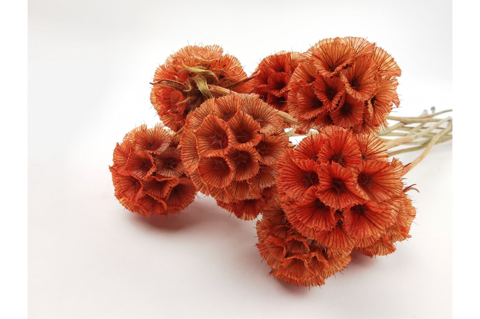 Preserved scabiosa (6) Preserved scabiosa (6)