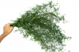 preserved-asparagus-sprengeri-11.