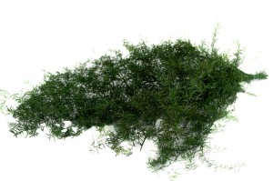 asparagus-sprengeri-stabilise-11.