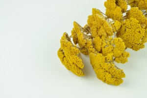 Dry achillea filipendula natural