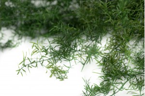 preserved-asparagus-sprengeri-11
