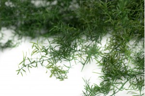 Stabilisierte Asparagus Sprengeri - grün (11)
