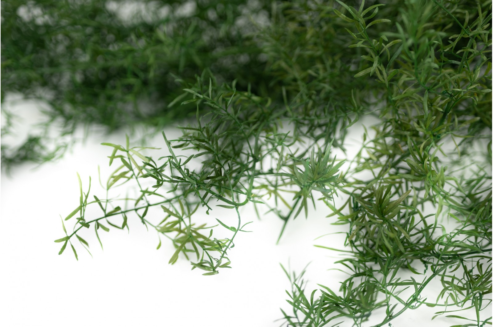 Preserved Asparagus Sprengeri (11) preserved-asparagus-sprengeri-11