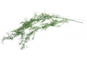 asparagus-sprengeri-stabilise-11.