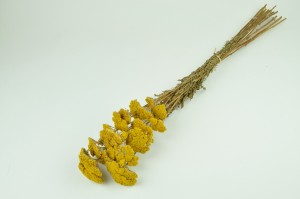 dried-achillea-filipendula-natural.