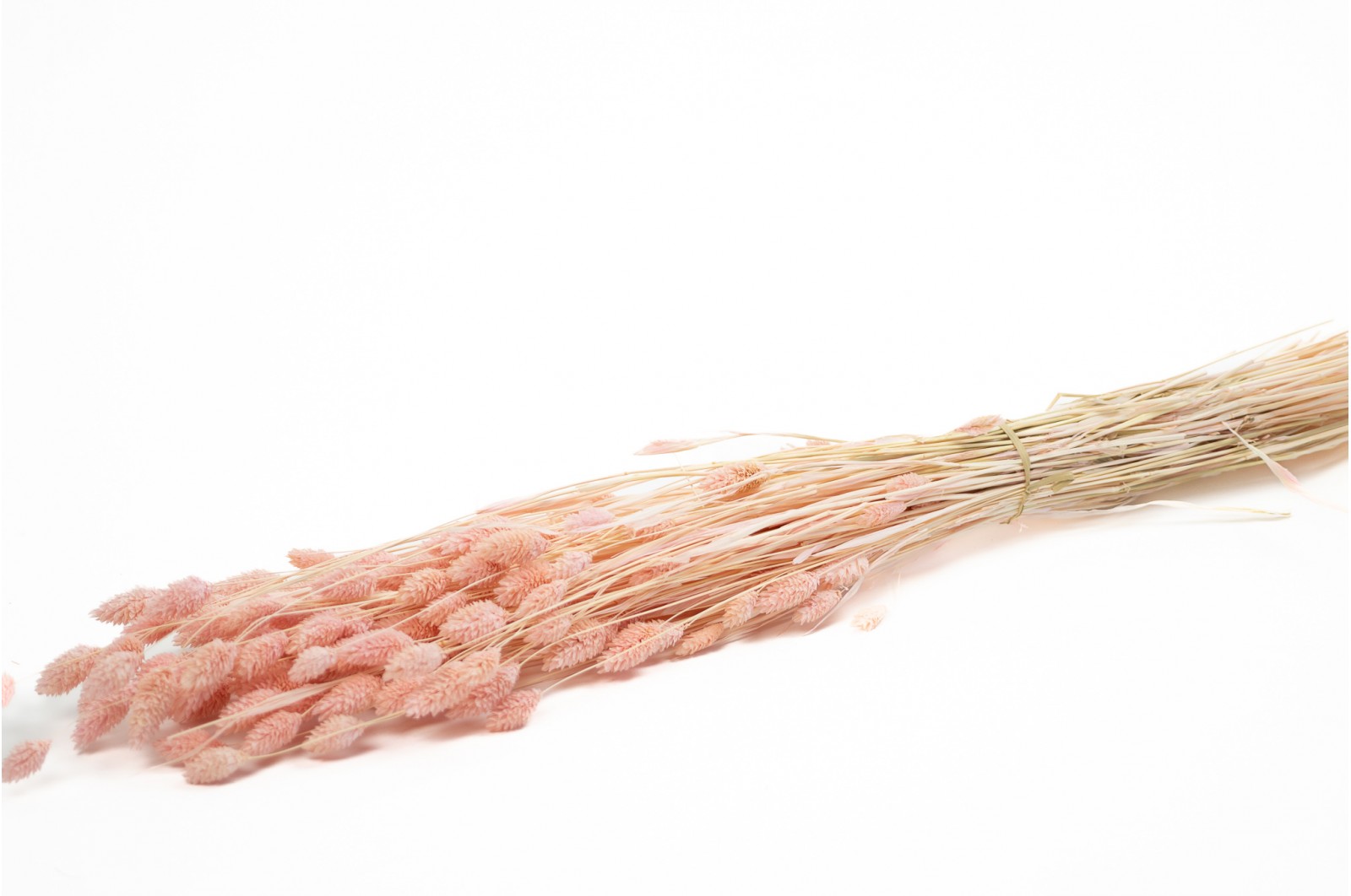 Dried phalaris (8) dried-phalaris-8