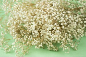 gypsophile-stabilise-6