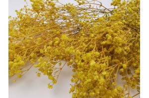 gypsophile-stabilise-6