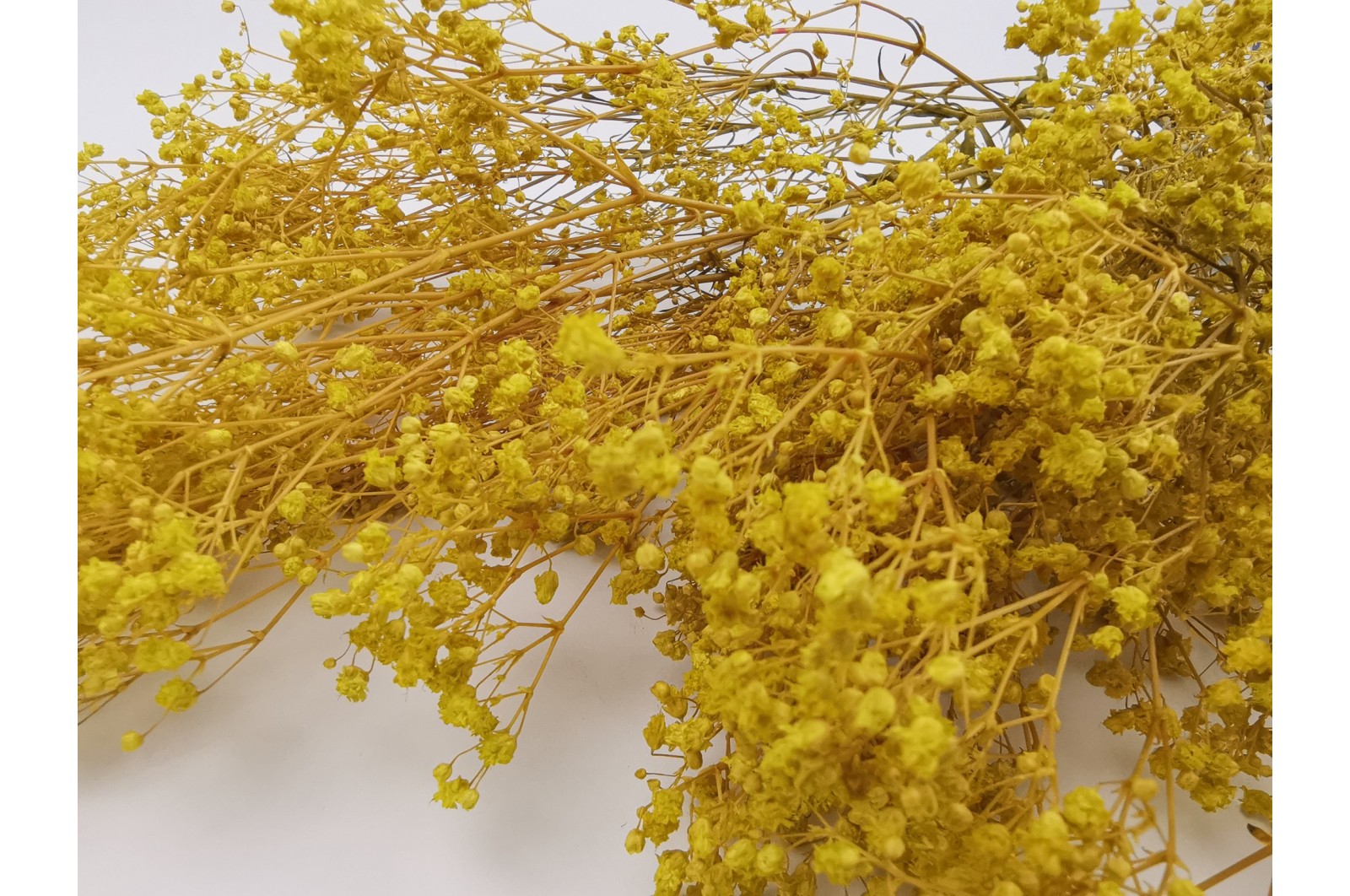 Preserved Gypsophila paniculata (6) Preserved Gypsophila paniculata (6)
