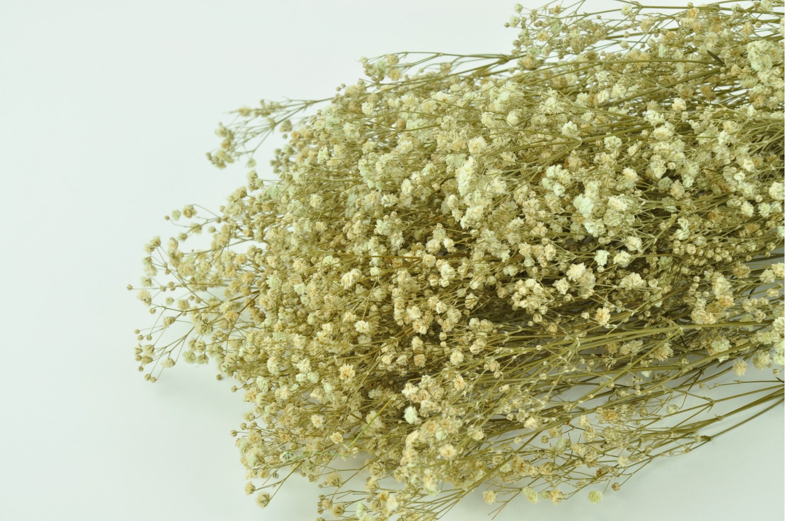 Preserved Gypsophila paniculata (8) Preserved Gypsophila paniculata (8)