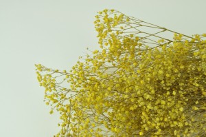 stabilisiertes-gipskraut-8