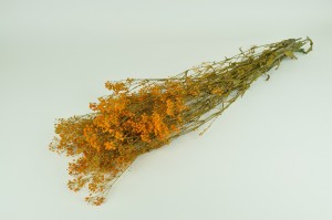 preserved-gypsophila-8.