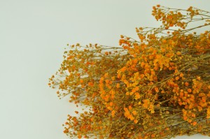 gypsophile-stabilise-8.