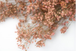 gypsophile-stabilise-8
