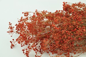 preserved-gypsophila-8.