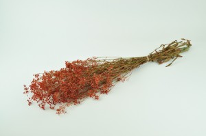 preserved-gypsophila-8.