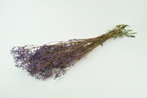 preserved-gypsophila-8.